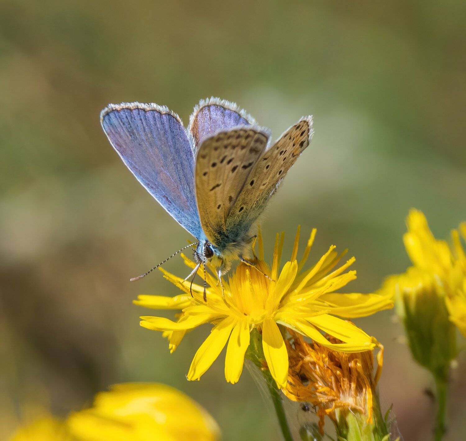 , Константин Дэм