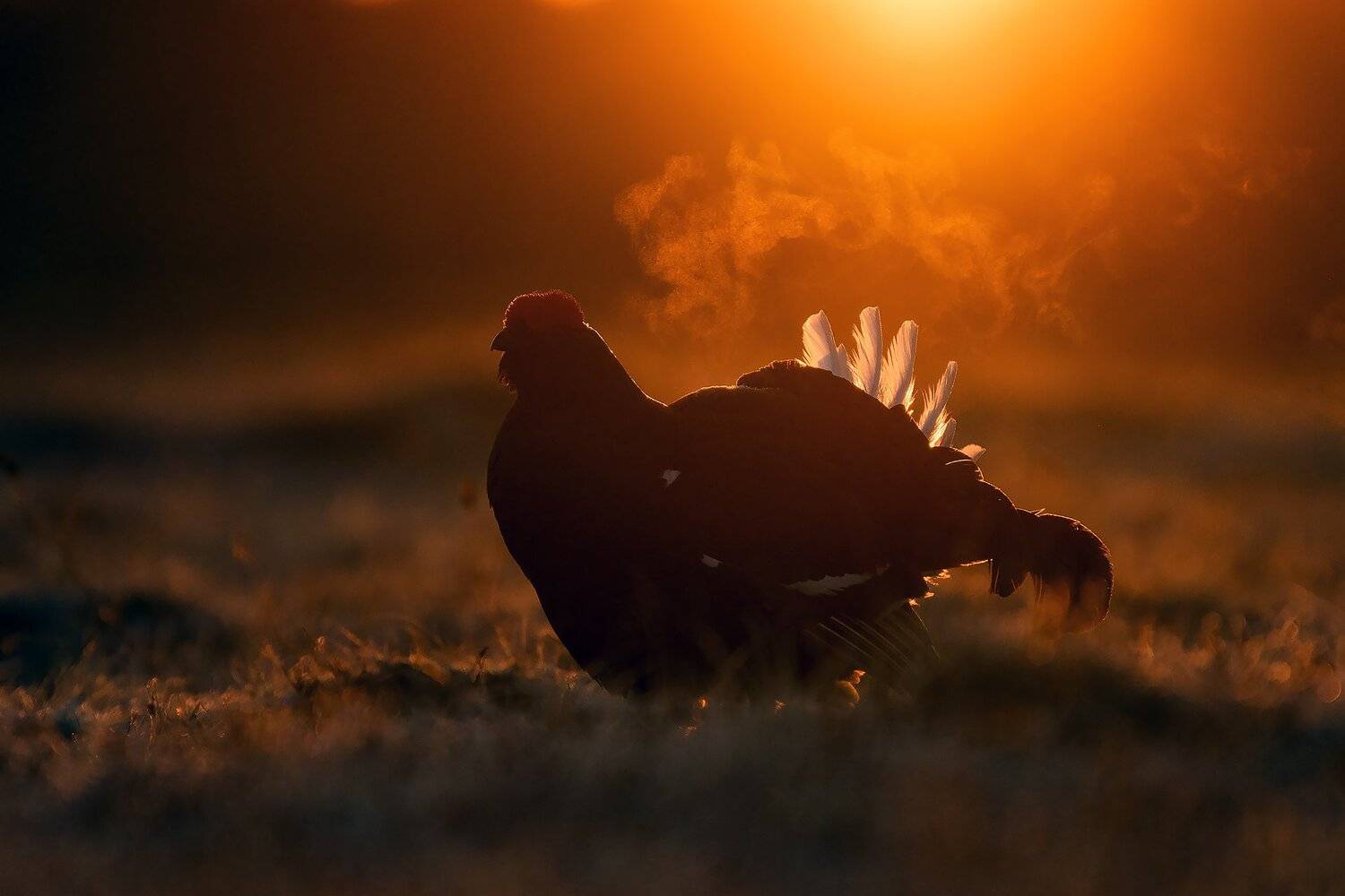 , Михаил Калинин