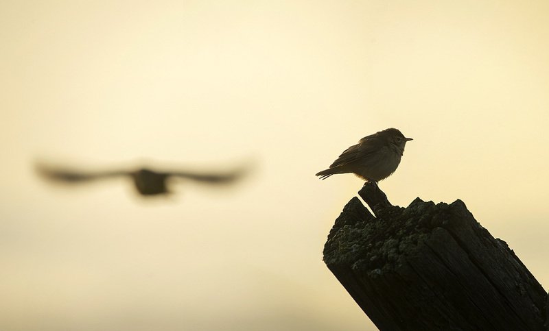 птица, славка Прощай... фото превью