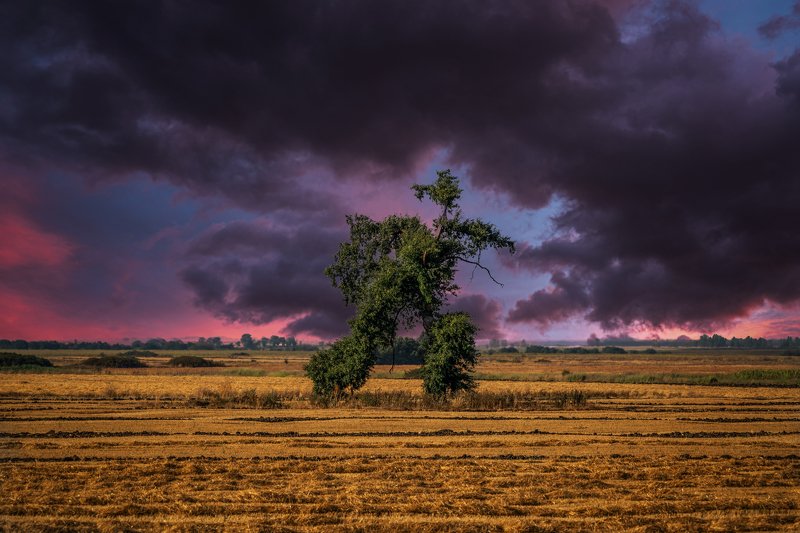 The running tree ... фото превью