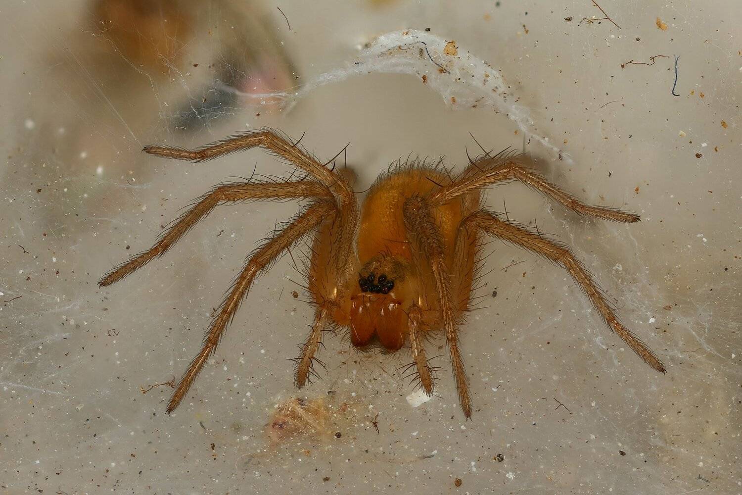 паук,макро,природа,цвет,оранжевый,животное, Андрей Шаповалов