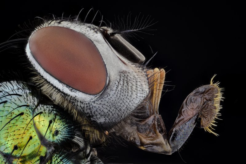 fly фото превью