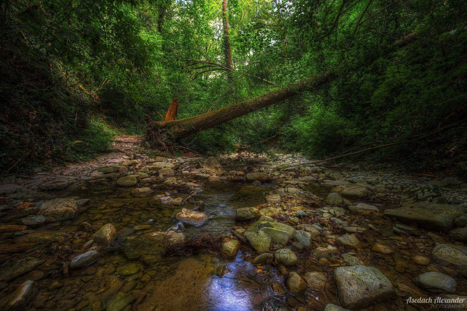 , Александр Аседач