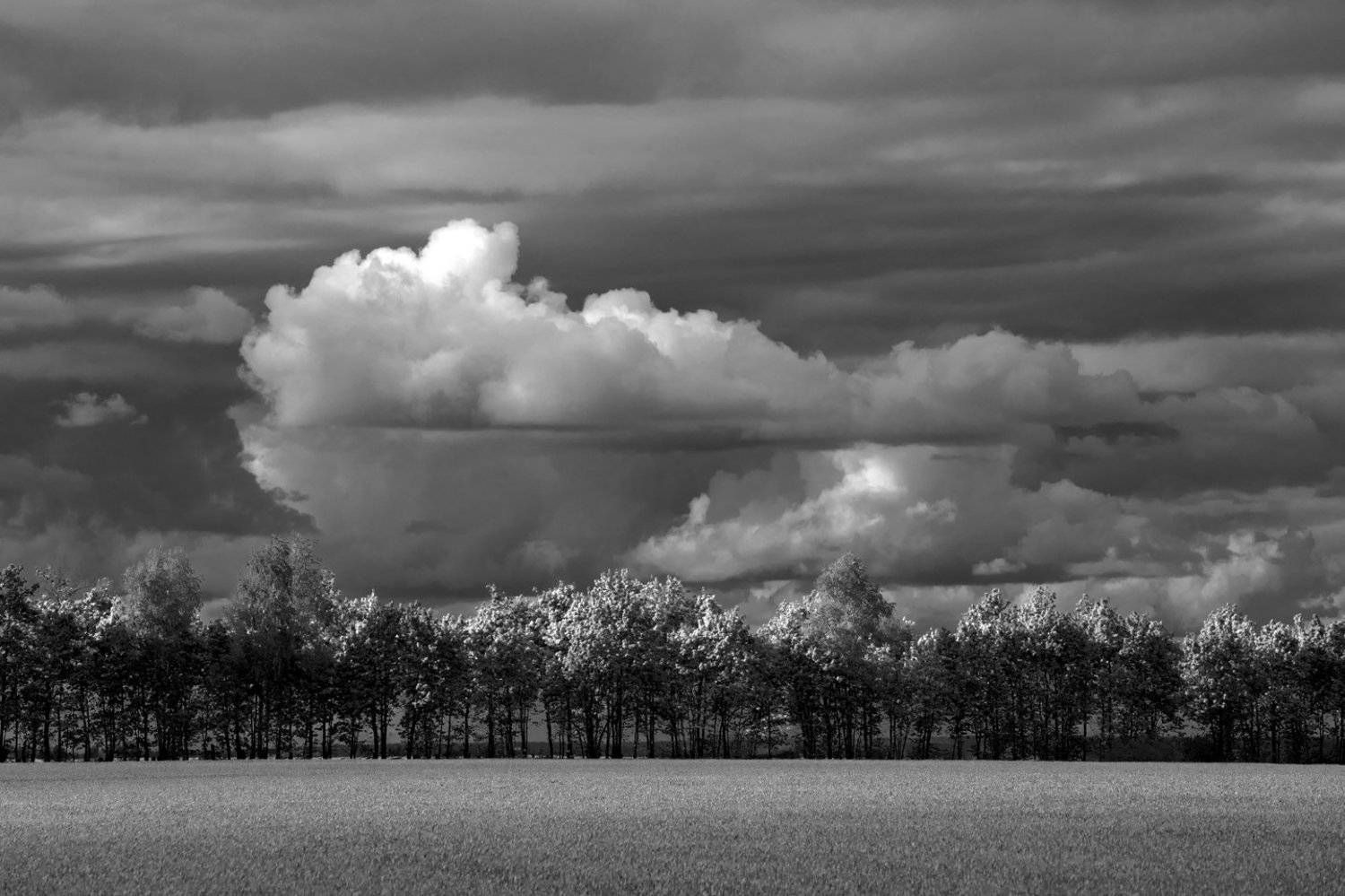 , Роман Рыжков