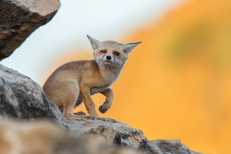 canon1dх mark2,canon600mmf4,israel,jerusalem,nature,wildnature,wildnaturephotography,дикая природа,иерусалим ,израиль, пётр рогов,фотограф,фотоохота,лисята,nature,иерусалим,jerusalem,wildnaturephotography,nakedplanet,natgeoyourshot,natgeo,bbcearth Лисёнок фото превью