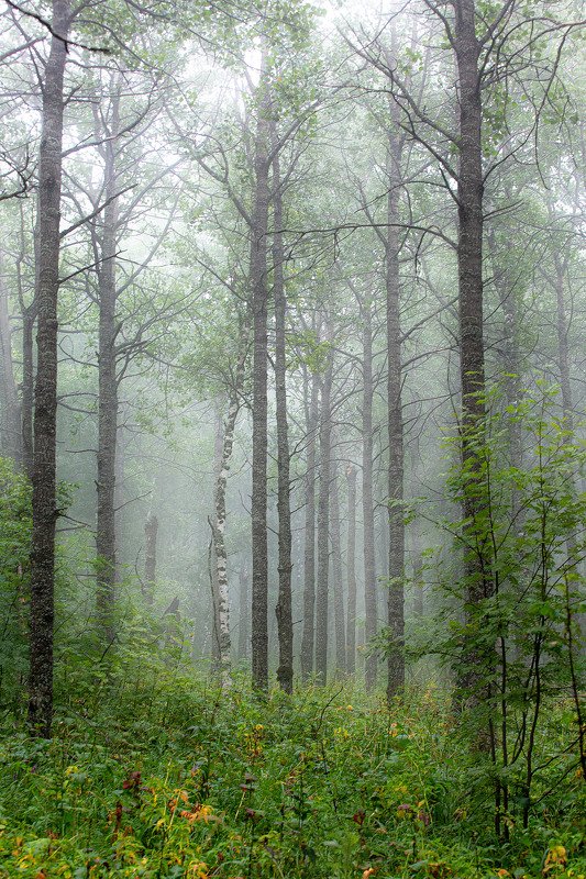 южный урал,оренбургская область, орск, новотроицк,башкирия, башкертостан Воздушный Лес фото превью