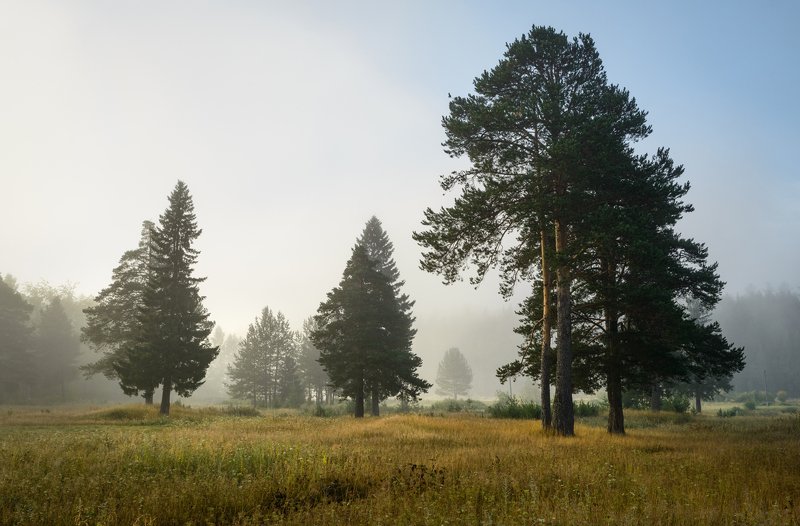 Утренний туман. фото превью