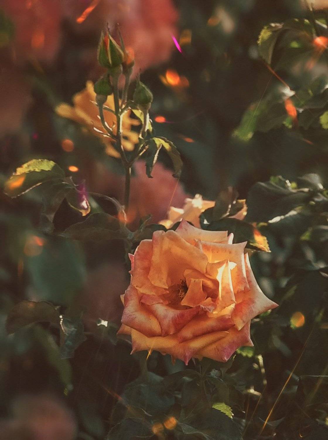 , Владимир Гамаюнов