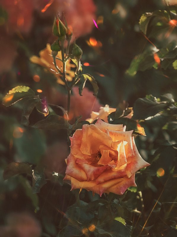 Розочка фото превью