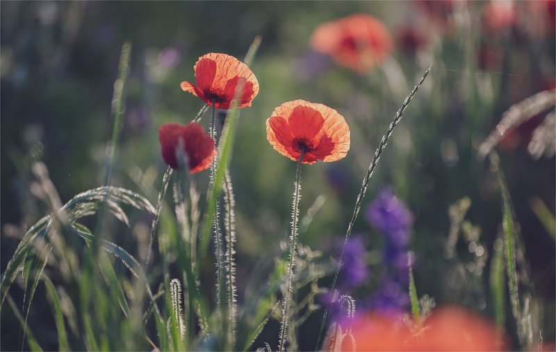 мои любимые цветы... фото превью