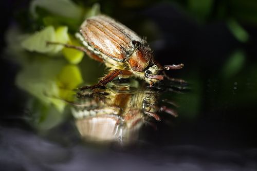 Фотосессия для хрущика