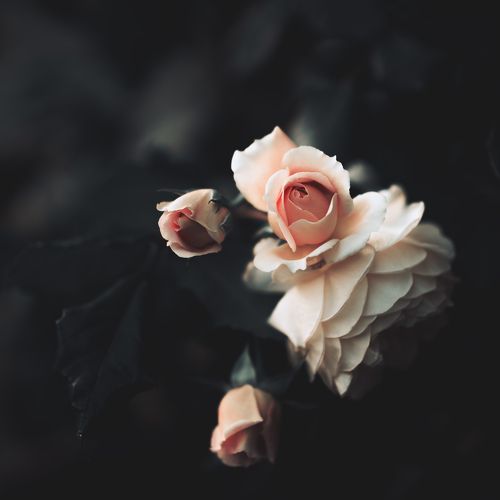 Roses