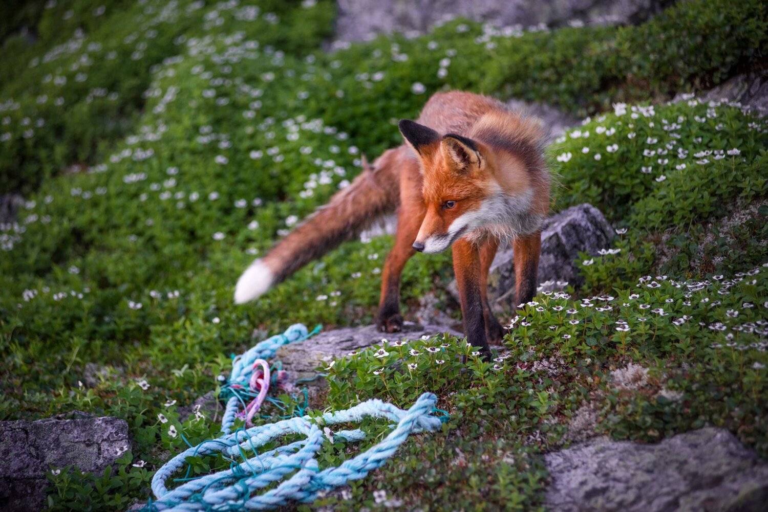 , Елена Ермолина