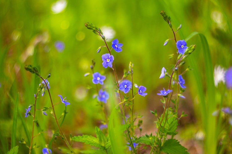 цветы, весна  фото превью