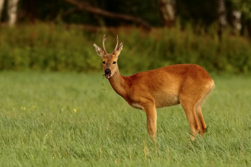 Рога фото превью