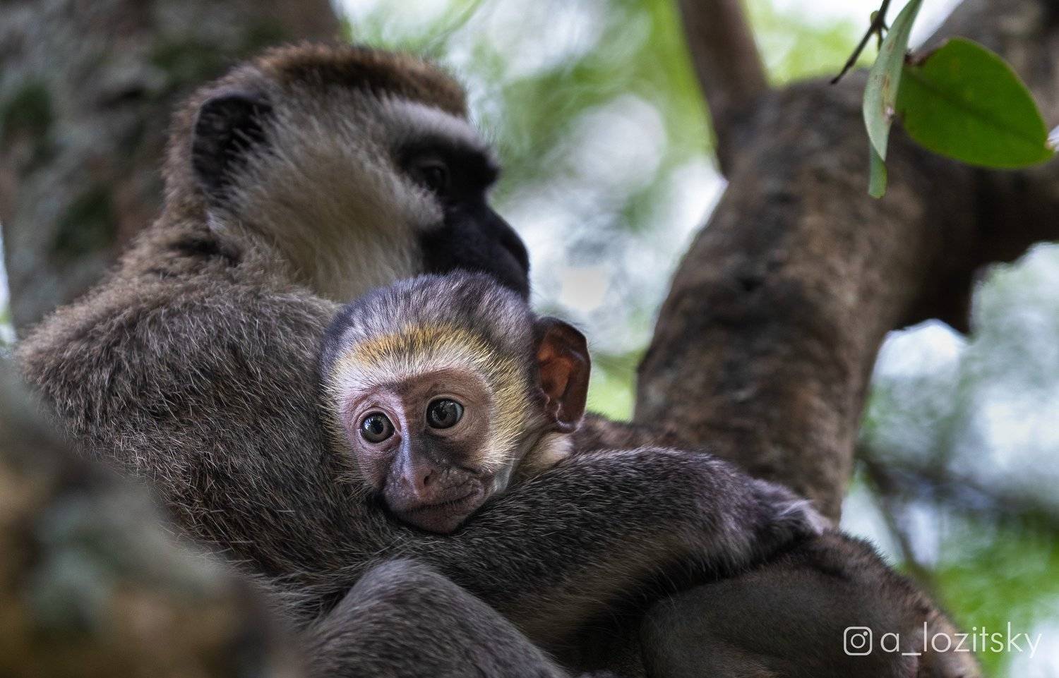 , Александр Лозицкий