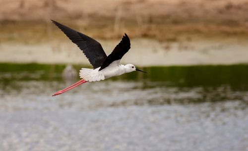 Ходулочник..