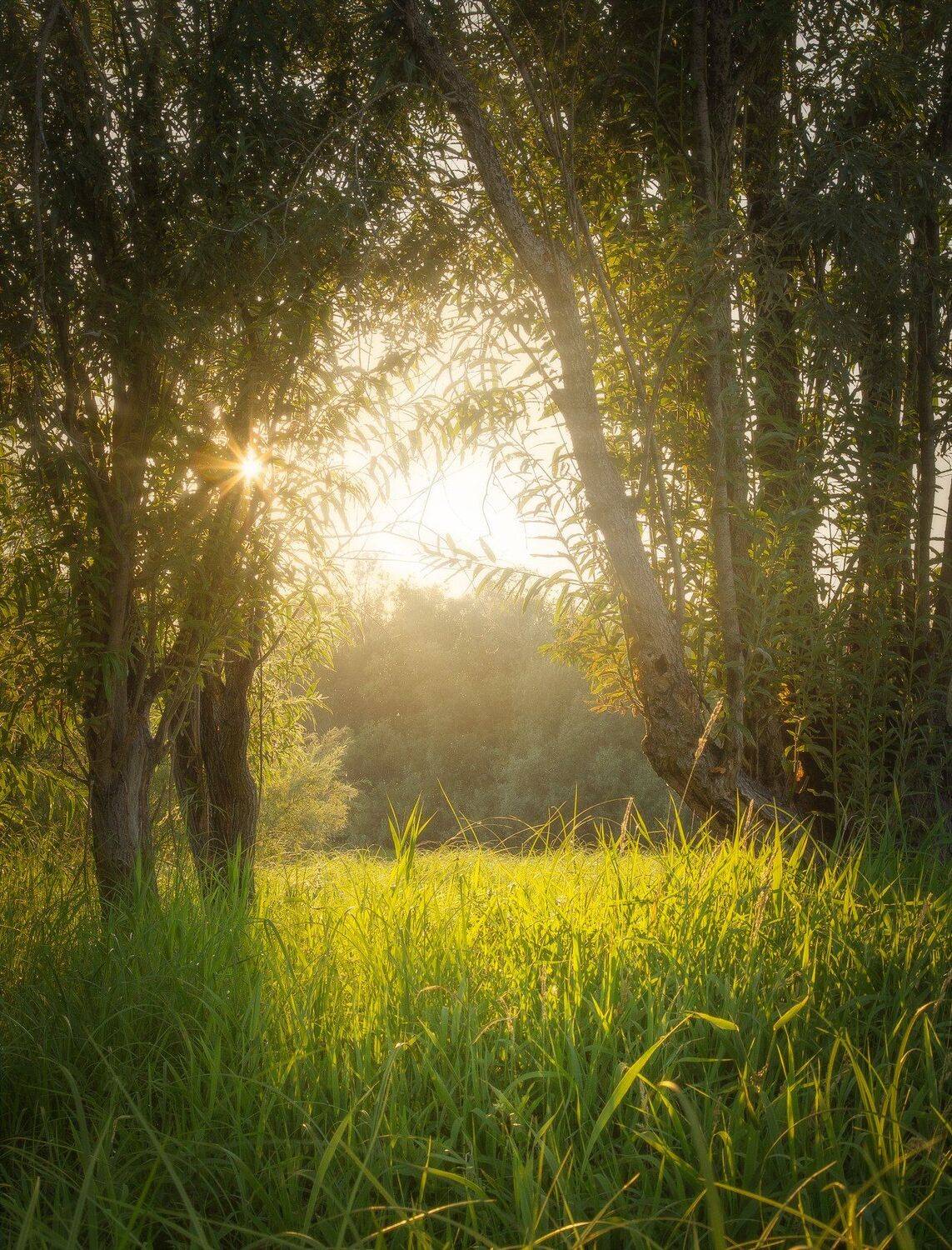 nefteyugansk, пейзаж, природа, nature, landscape, russia, россия, фото, photo, sky, лето, naturephotography, photography, лес, summer, sunset, солнце, forest, природароссии, Andrey Raspopov