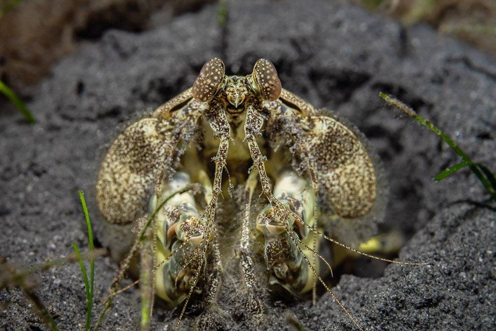 mantis shrimp, Андрей Савин