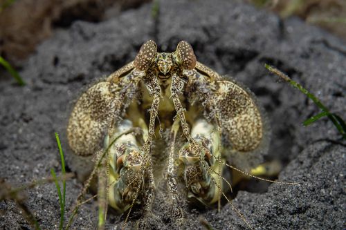 Могу копать. Могу не копать