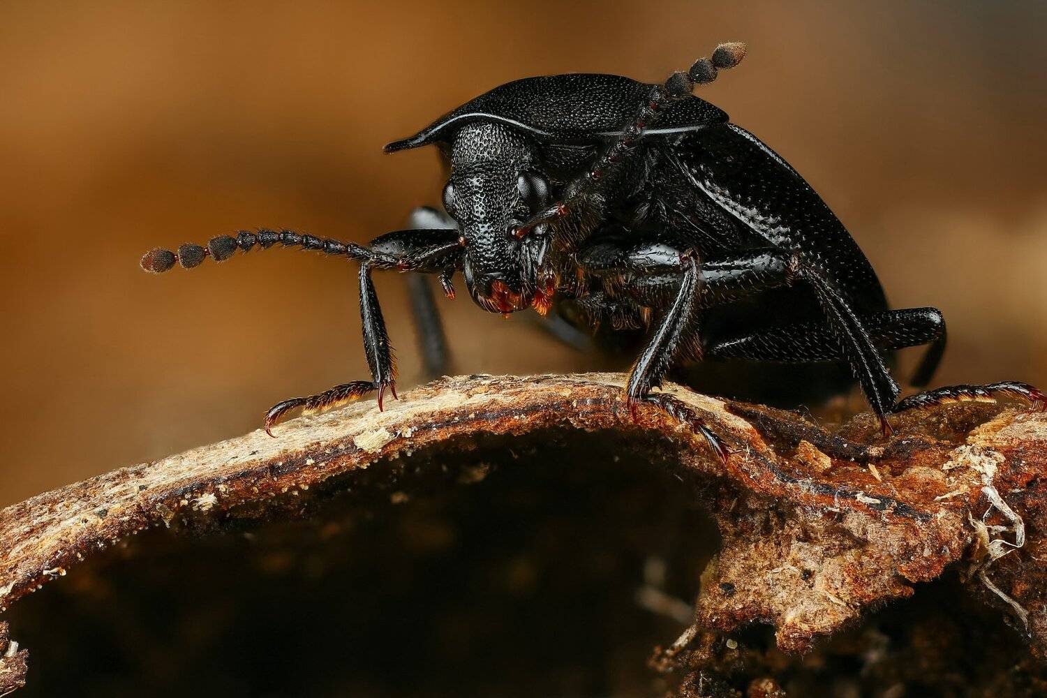 жук,макро,природа,усы,цвет,глаза,черный,коричневый,насекомое,животное, Андрей Шаповалов