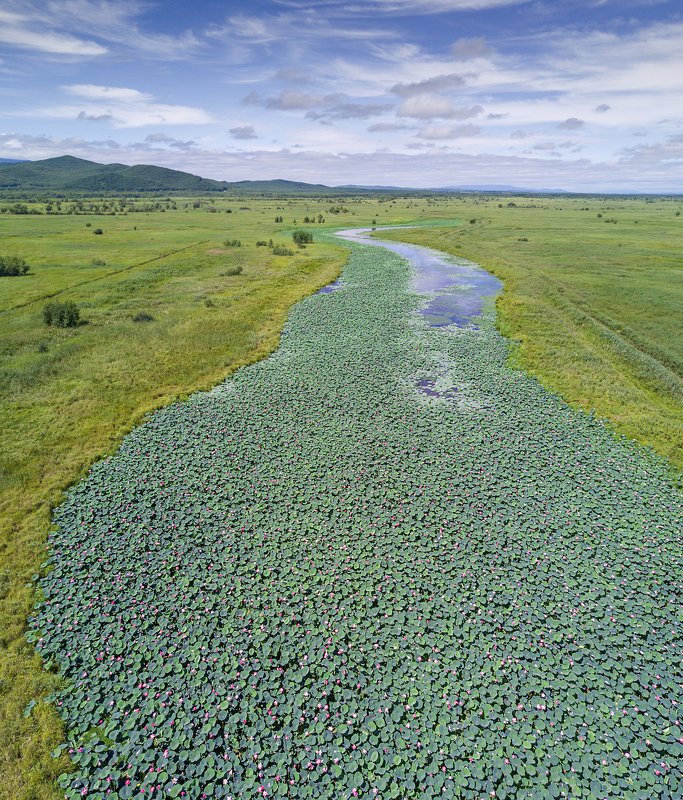 Голубая река к голубому небу. Цветение лотосов. фото превью