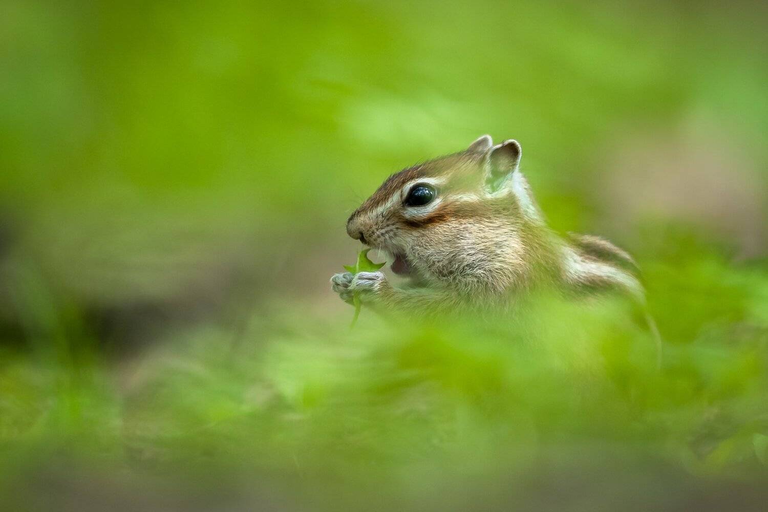 бурундук, Логунов Максим