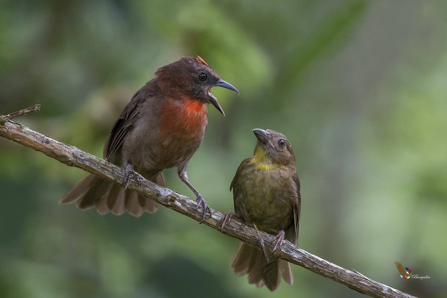 , Fernando Burgalin Sequeira