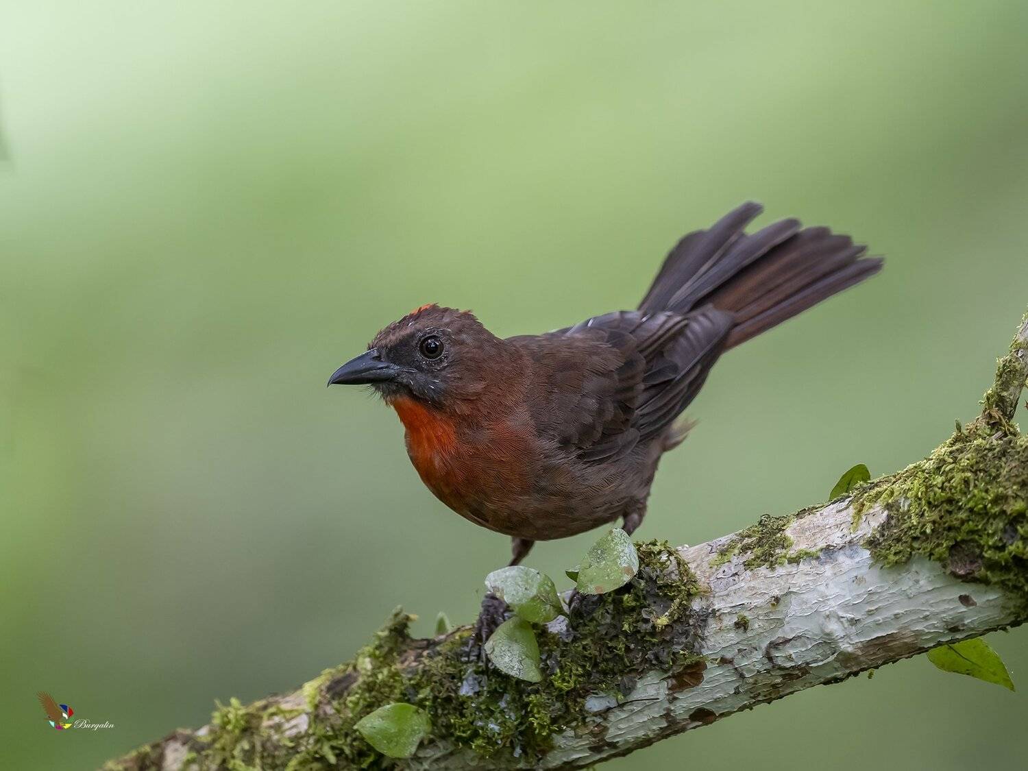 , Fernando Burgalin Sequeira