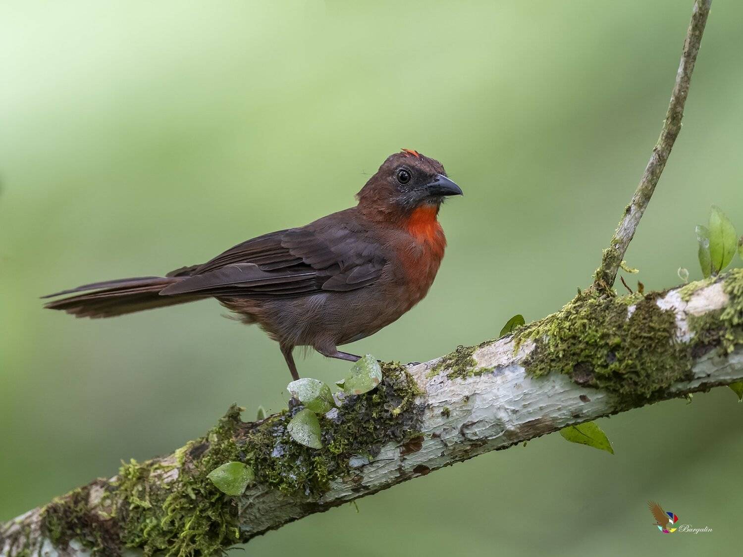 , Fernando Burgalin Sequeira