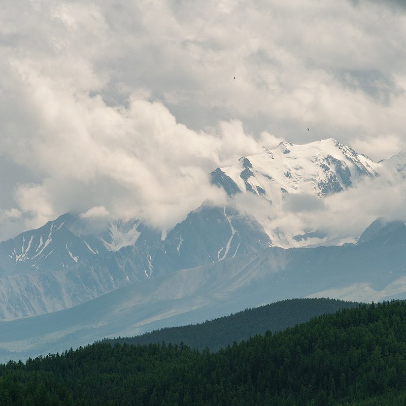 T W O   B I R D S. фото превью