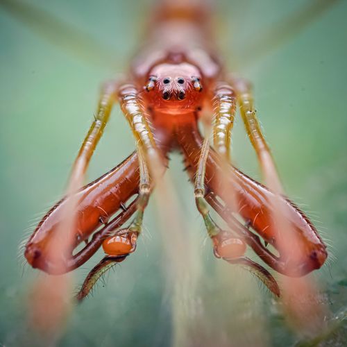 Portrait of long jawed orbweaver