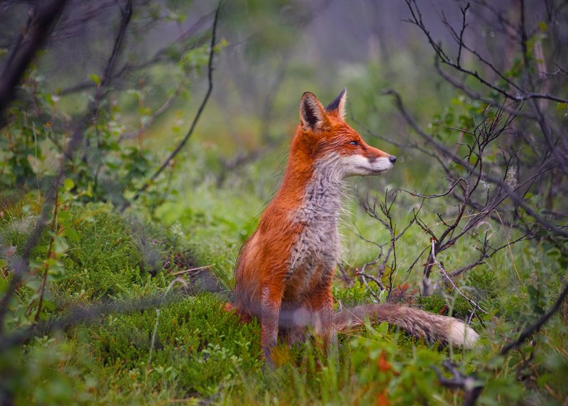 Кольский ЛИС фото превью