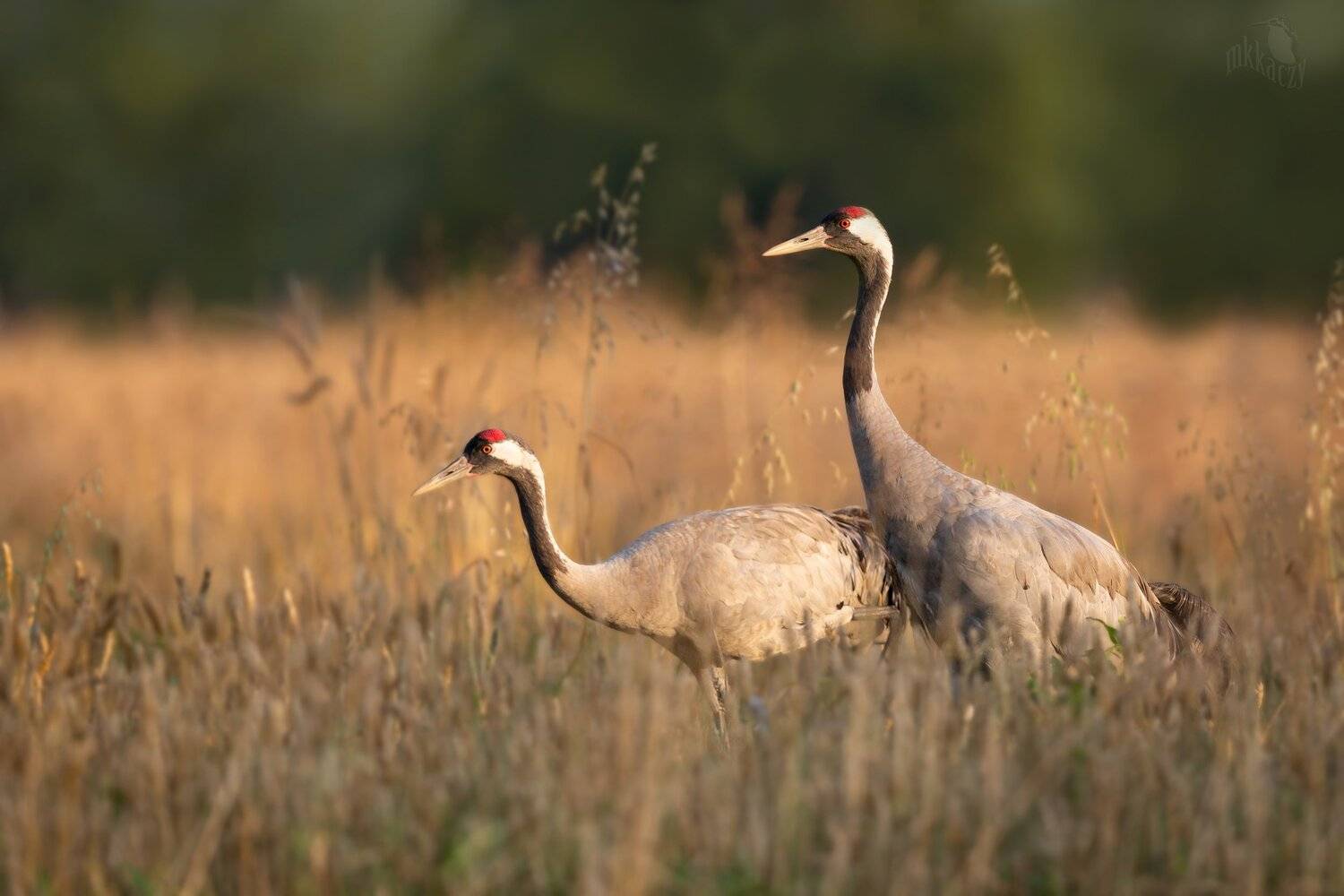 , Marcin Kaczmarkiewicz