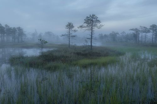 Болотное утро