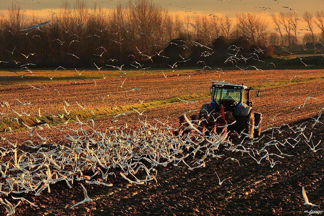 франция, Матвеев Николай