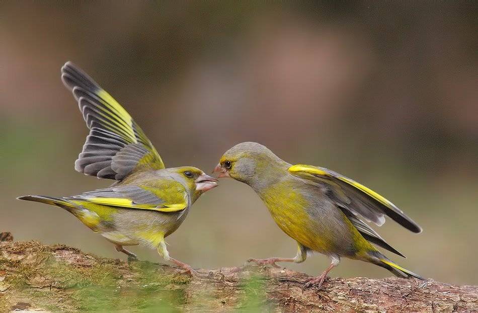 , Стефан Дянков