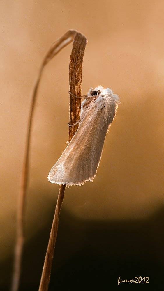 , Игорь ФУММ