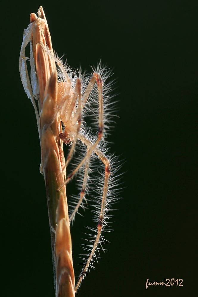 , Игорь ФУММ