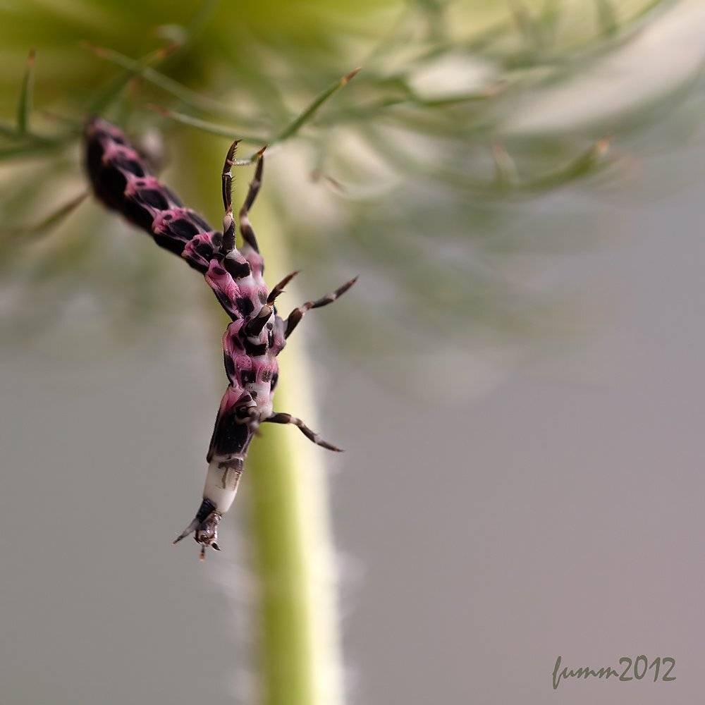 , Игорь ФУММ