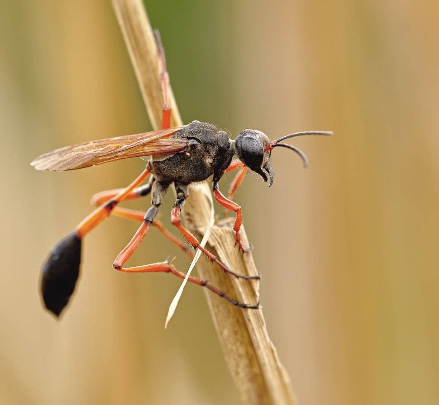 macro, closeup, макро,  gnilenkov, Alexey Gnilenkov