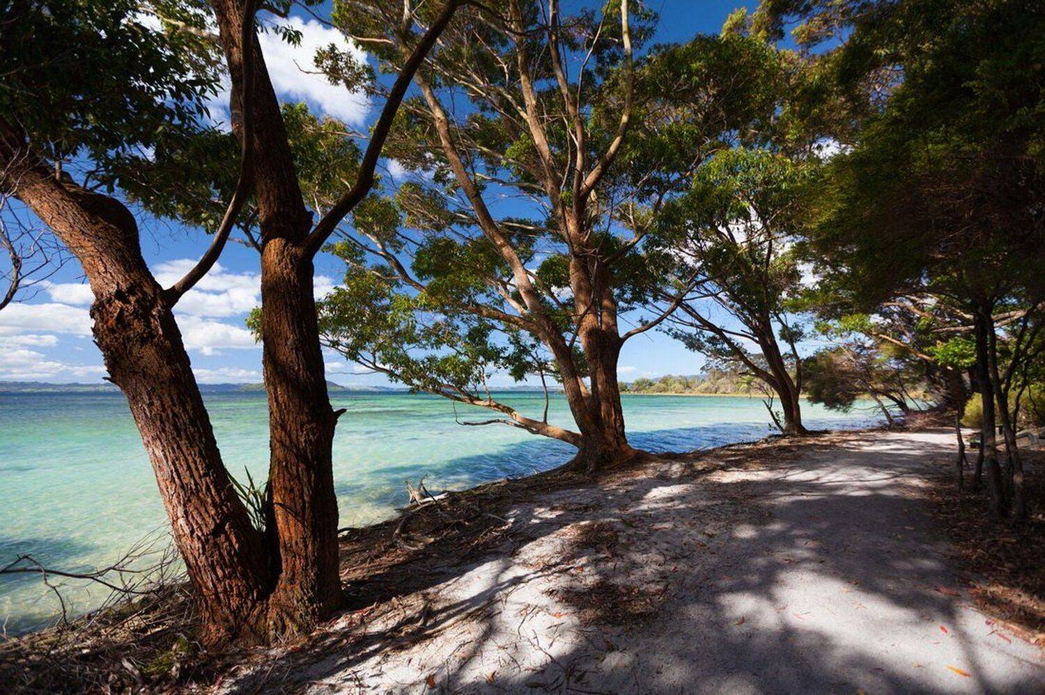 Новая Зеландия, Сосны, Дара Пилюгина