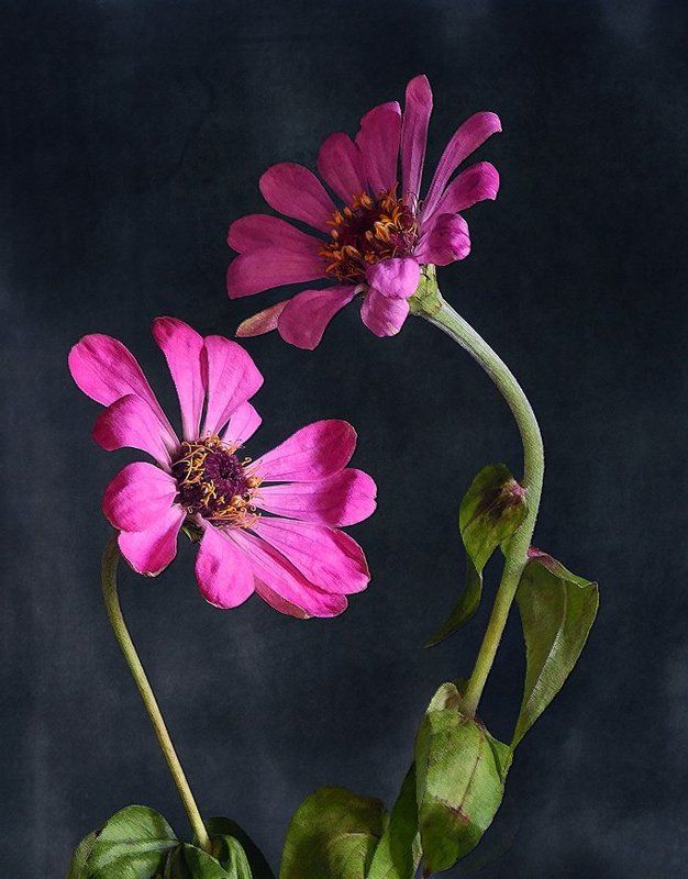 Двое фото превью