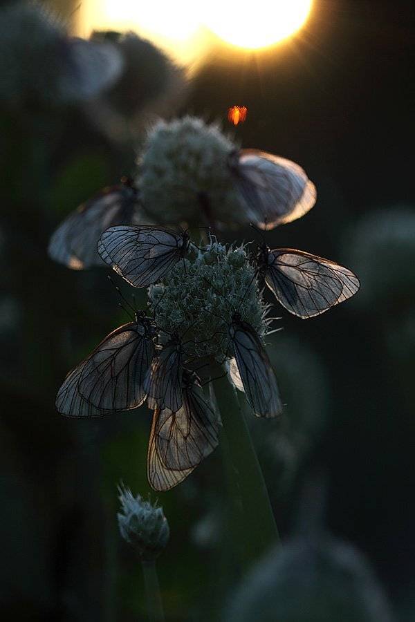 , Сергей Таланов