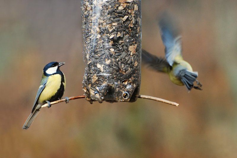 Parus major фото превью