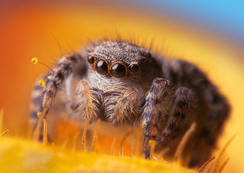 pollen, small, female, jumping spider, asianellus festivus,macro, nature, fairy tale, flower, sky,  mood, art, oleg serkiz, паук скакунчик, макро, олег серкиз \