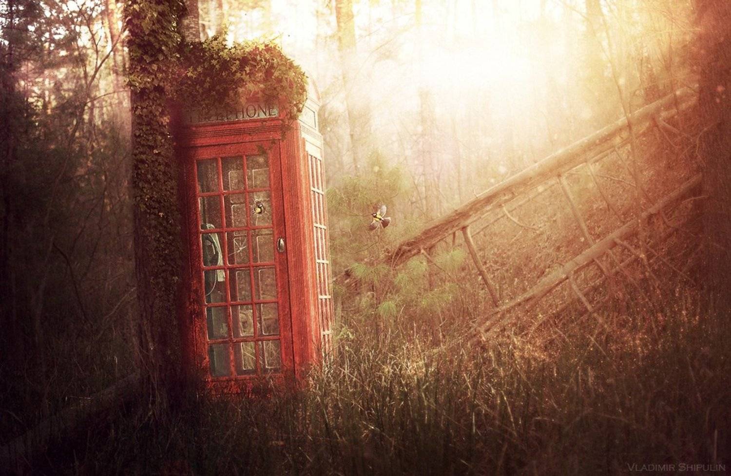 лес,сказка,птицы,синицы,телефон,будка,после,forest,fairy,tale,birds,chickadees,phone,booth,after,photo,art,vladimir,shipulin,фото,арт,владимир,шипулин,коллаж, Vladim_Shipulin