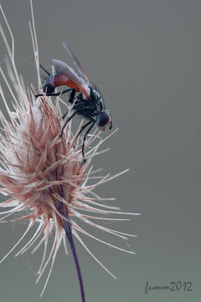 , Игорь ФУММ