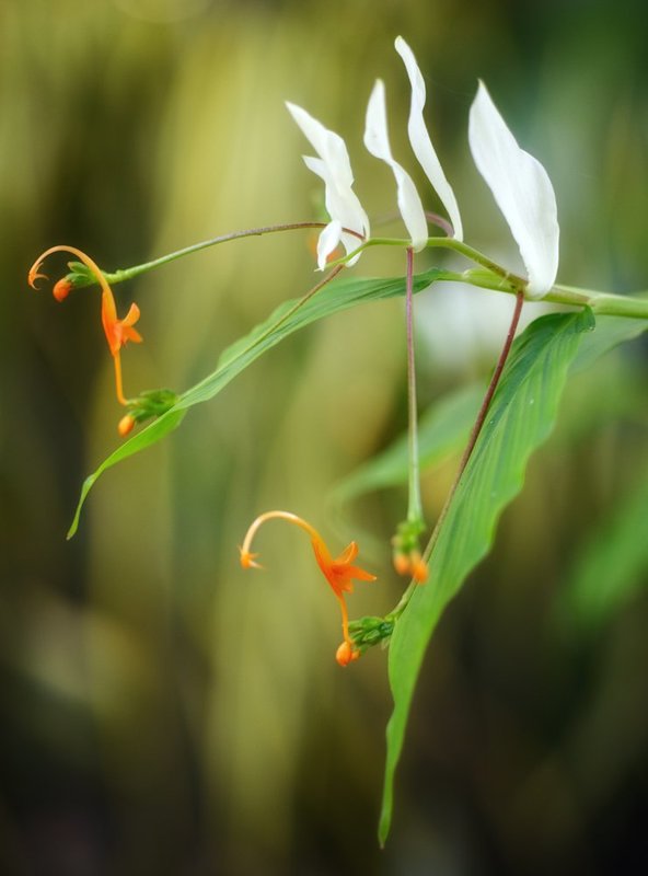 Цветошное... фото превью