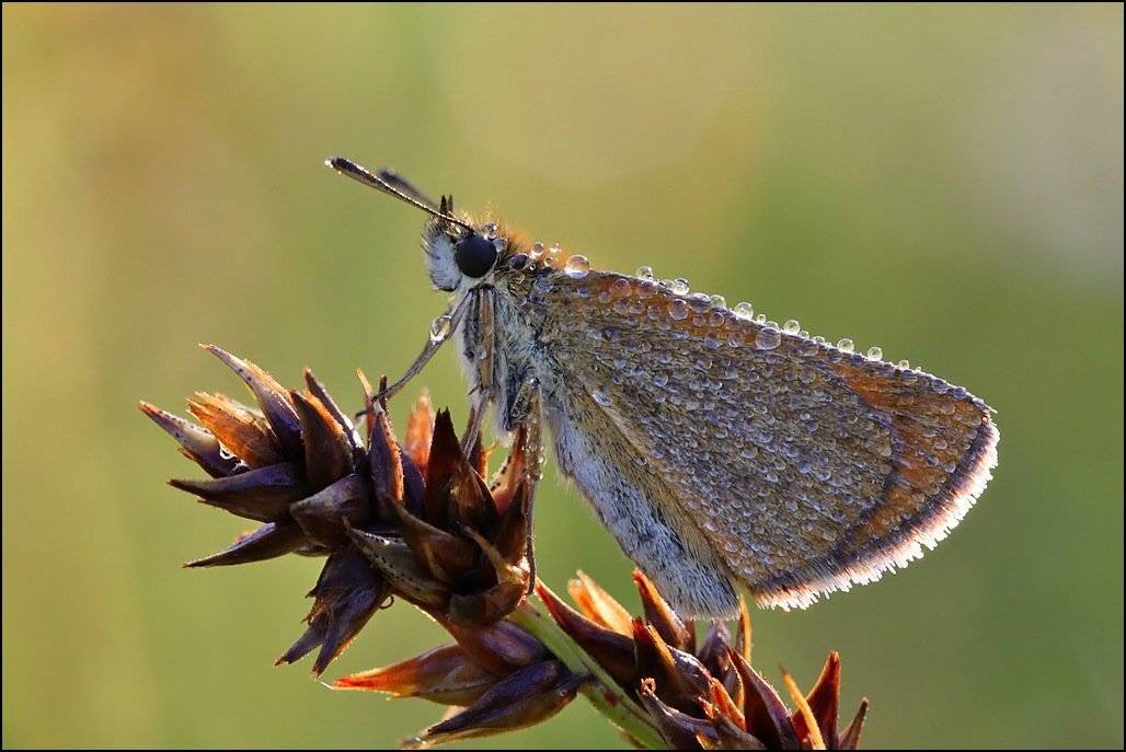, Андрей Корочкин